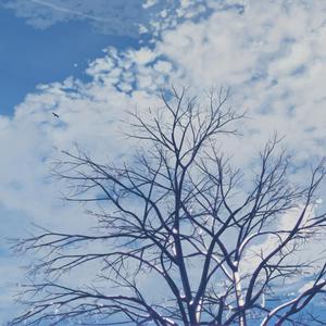 张柏芝荫荫毛泬H D
