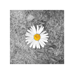 张柏芝荫荫毛泬H D
